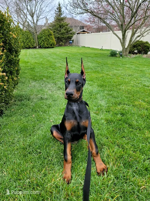 AKC Ella Euro female – Doberman Pinscher puppy for sale in Colorado Springs, CO