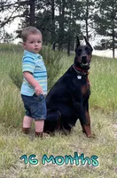 2 yr old AKC Euro female Nyla, a female Doberman Pinscher for sale in Colorado Springs, CO – 5 of 10