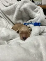 “Copper”  AKC Male, a male Golden Retriever for sale in Philipsburg, PA – 4 of 9