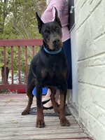 AKC OFA & DNA clear stud 4 sale, a male Doberman Pinscher for sale in Colorado Springs, CO – 2 of 2