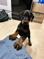 Sasha AKC Euro female Doberman, a female Doberman Pinscher for sale in Colorado Springs, CO – 3 of 3