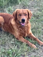 “Copper”  AKC Male, a male Golden Retriever for sale in Philipsburg, PA – 5 of 9