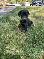 Coal dust AKC European , a female Doberman Pinscher for sale in Colorado Springs, CO – Photo 2 of 4