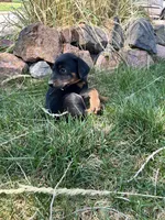 Coal dust AKC European , a female Doberman Pinscher for sale in Colorado Springs, CO – Photo 4 of 4