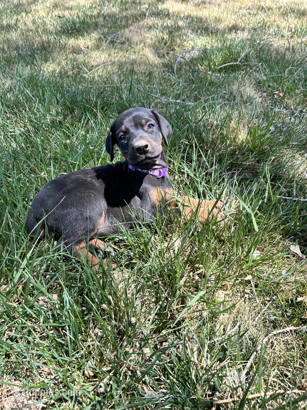 Coal dust AKC European  – Doberman Pinscher puppy for sale in Colorado Springs, CO