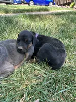 Coal dust AKC European , a female Doberman Pinscher for sale in Colorado Springs, CO – Photo 3 of 4