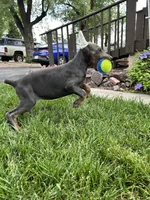 Blue sky AKC Euro, a female Doberman Pinscher for sale in Colorado Springs, CO – 4 of 6