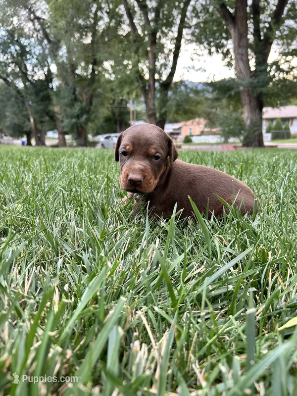 Rusty AKC Euro Doberman  – Doberman Pinscher puppy for sale in Colorado Springs, CO