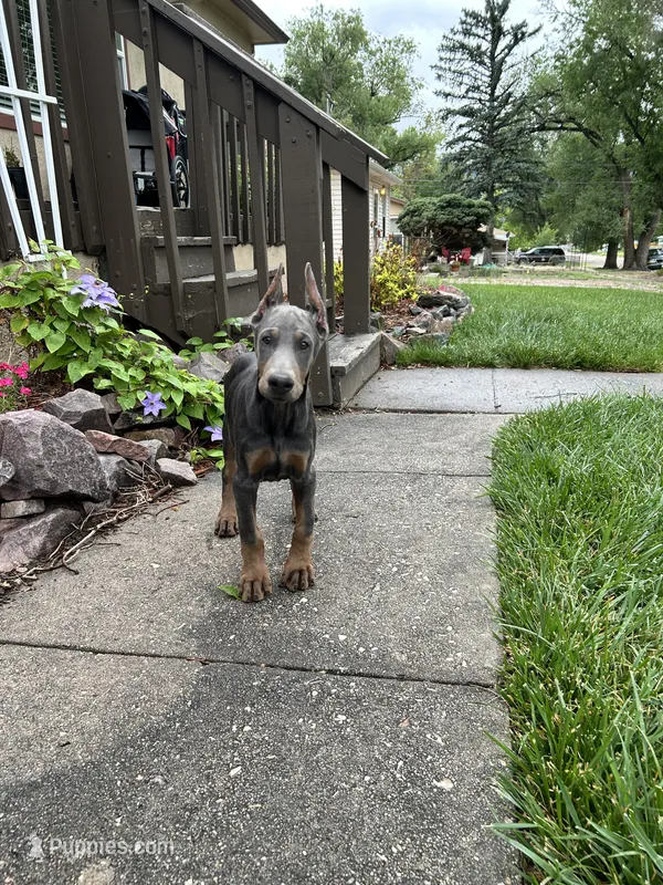 Blue sky AKC Euro – Doberman Pinscher puppy for sale in Colorado Springs, CO