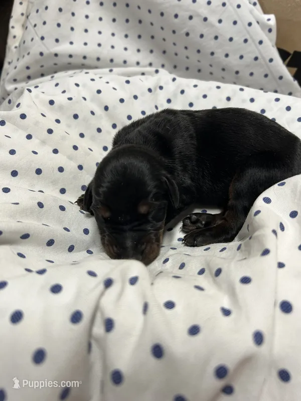Echo AKC female Doberman  – Doberman Pinscher puppy for sale in Colorado Springs, CO