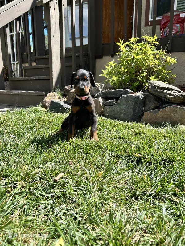 AKC Ella Euro female – Doberman Pinscher puppy for sale in Colorado Springs, CO