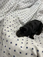 Echo AKC female Doberman , a female Doberman Pinscher for sale in Colorado Springs, CO – 5 of 6
