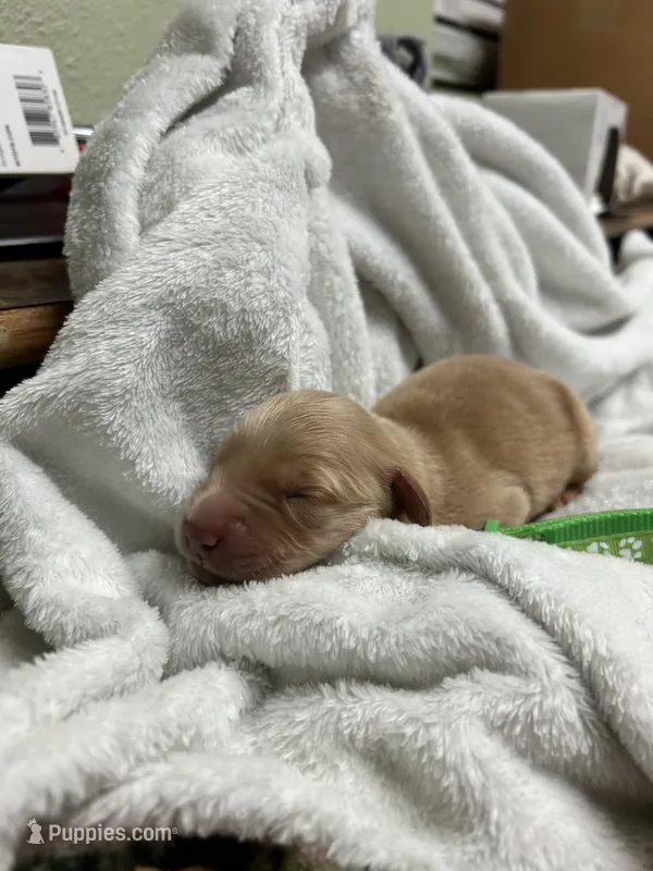 “Honey” AKC green collar female  – Golden Retriever puppy for sale in Philipsburg, PA