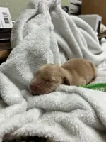 “Honey” AKC green collar female , a female Golden Retriever for sale in Philipsburg, PA – 1 of 9