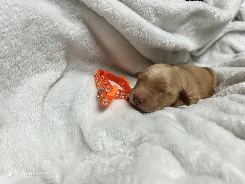 “Maple” AKC orange collar female  – Golden Retriever puppy for sale in Philipsburg, PA