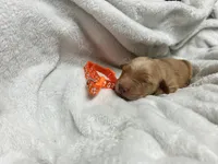 “Maple” AKC orange collar female , a female Golden Retriever for sale in Philipsburg, PA – 1 of 9