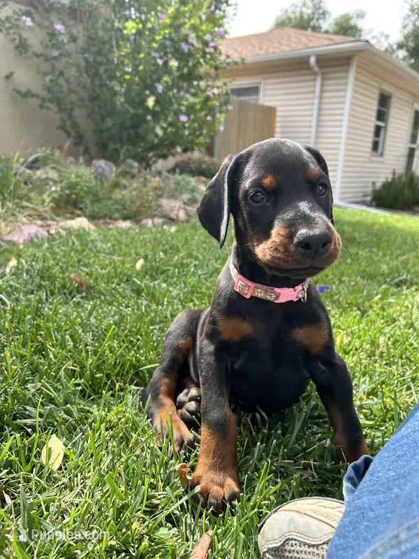 AKC Ella Euro female – Doberman Pinscher puppy for sale in Colorado Springs, CO