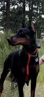 2 yr old AKC Euro female Nyla, a female Doberman Pinscher for sale in Colorado Springs, CO – 9 of 10