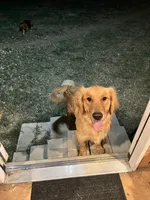 “Copper”  AKC Male, a male Golden Retriever for sale in Philipsburg, PA – 8 of 9