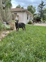 Blue sky AKC Euro, a female Doberman Pinscher for sale in Colorado Springs, CO – 6 of 6