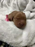 “Amber” AKC pink collar female, a female Golden Retriever for sale in Philipsburg, PA – 3 of 8