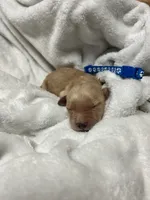 “Copper”  AKC Male, a male Golden Retriever for sale in Philipsburg, PA – 1 of 9