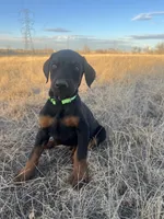 processed/8d7c7950-f774-4fb5-b47b-0c7d28215175/listing/67756715-7f83-40f5-b3af-12fe70b91dce/dc675e08-0765-4681-8c4b-e2d206bdb7bf