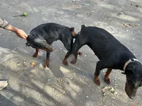 2 yr old AKC Euro female Nyla, a female Doberman Pinscher for sale in Colorado Springs, CO – 6 of 10