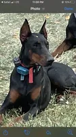AKC 3yr old Euro, a female Doberman Pinscher for sale in Colorado Springs, CO – 3 of 3