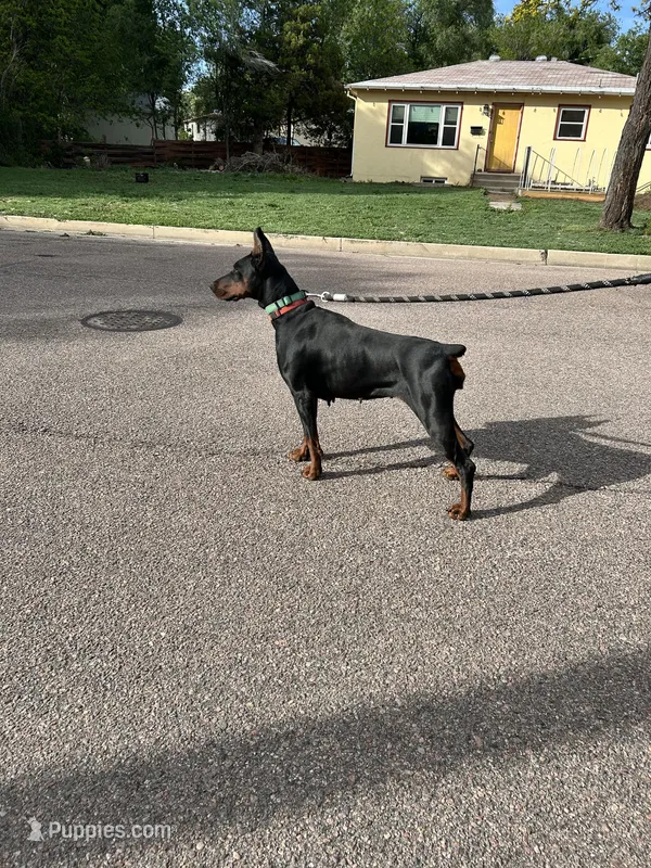 2 yr old AKC Euro female Nyla – Doberman Pinscher puppy for sale in Colorado Springs, CO