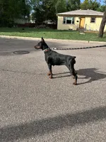 2 yr old AKC Euro female Nyla, a female Doberman Pinscher for sale in Colorado Springs, CO – 1 of 10