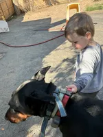 2 yr old AKC Euro female Nyla, a female Doberman Pinscher for sale in Colorado Springs, CO – 8 of 10