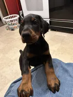 Sasha AKC Euro female Doberman, a female Doberman Pinscher for sale in Colorado Springs, CO – 2 of 3