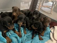 2 yr old AKC Euro female Nyla, a female Doberman Pinscher for sale in Colorado Springs, CO – 3 of 10