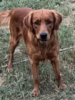 “Amber” AKC pink collar female, a female Golden Retriever for sale in Philipsburg, PA – 4 of 8