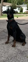 2 yr old AKC Euro female Nyla, a female Doberman Pinscher for sale in Colorado Springs, CO – 10 of 10