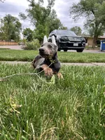 Blue sky AKC Euro, a female Doberman Pinscher for sale in Colorado Springs, CO – 3 of 6