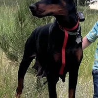 AKC Nyla, a female Doberman Pinscher for sale in Colorado Springs, CO – Photo 3 of 5