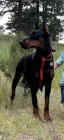 AKC Nyla, a female Doberman Pinscher for sale in Colorado Springs, CO – Photo 4 of 6