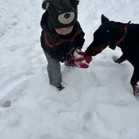 AKC Nyla, a female Doberman Pinscher for sale in Colorado Springs, CO – Photo 4 of 5