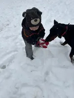 AKC Nyla, a female Doberman Pinscher for sale in Colorado Springs, CO – Photo 5 of 6