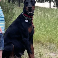 AKC Nyla, a female Doberman Pinscher for sale in Colorado Springs, CO – Photo 2 of 5