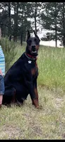 AKC Nyla, a female Doberman Pinscher for sale in Colorado Springs, CO – Photo 2 of 6