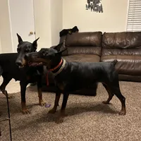 AKC Nyla, a female Doberman Pinscher for sale in Colorado Springs, CO – Photo 5 of 5