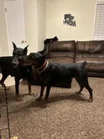 AKC Nyla, a female Doberman Pinscher for sale in Colorado Springs, CO – Photo 6 of 6