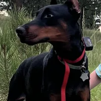 AKC Nyla, a female Doberman Pinscher for sale in Colorado Springs, CO – Photo 1 of 5