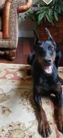 AKC Nyla, a female Doberman Pinscher for sale in Colorado Springs, CO – Photo 3 of 6