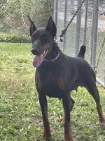 AKC 3yr old Euro, a female Doberman Pinscher for sale in Colorado Springs, CO – 2 of 3