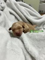 “Honey” AKC green collar female , a female Golden Retriever for sale in Philipsburg, PA – 2 of 9