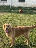 “Copper”  AKC Male, a male Golden Retriever for sale in Philipsburg, PA – 9 of 9